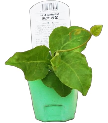 Amazon.co.jp: ミネラル豊富！おかわかめ苗□アガツカヅラ□オカワカメ